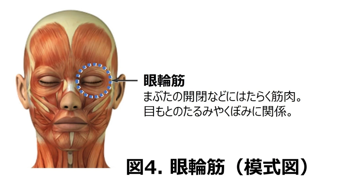 眼輪筋