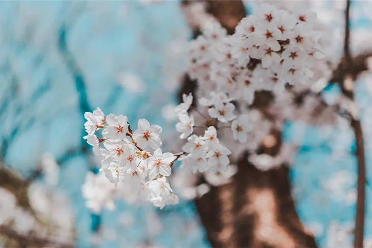 桜