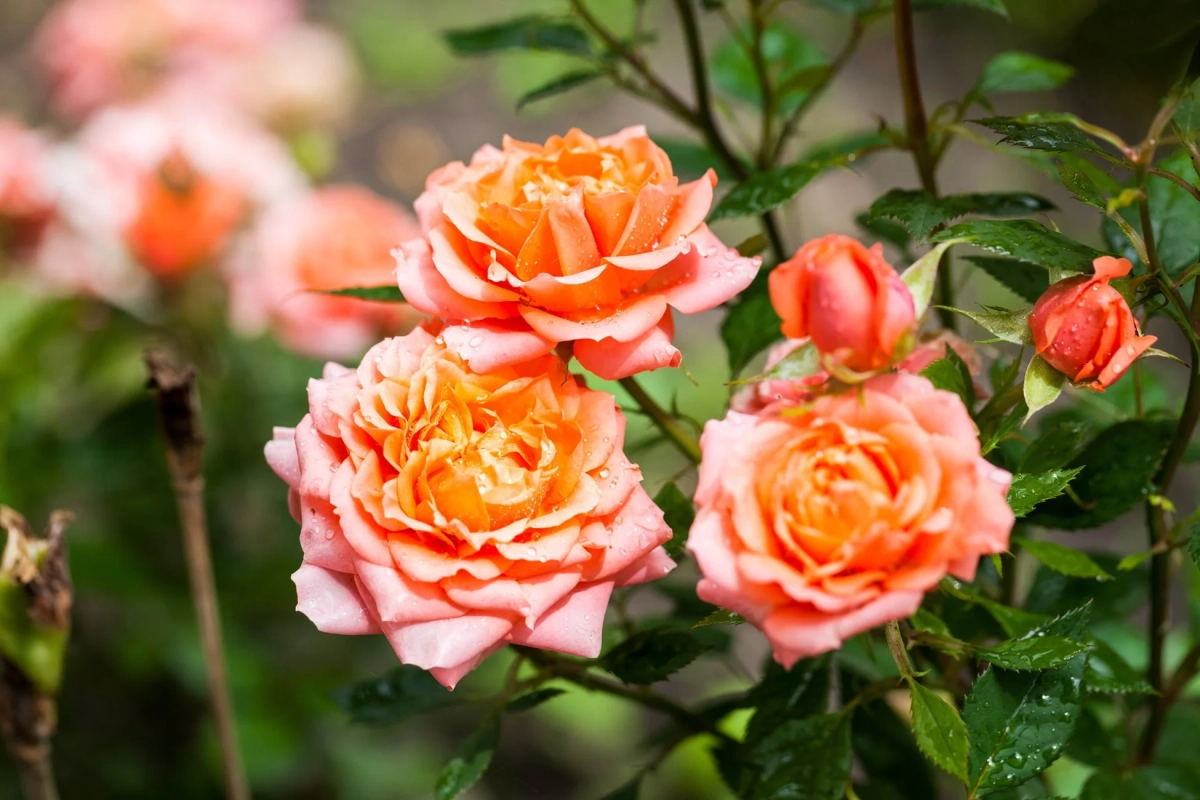 バラの花