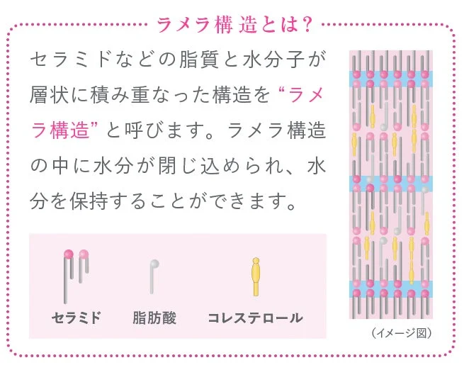 ラメラ構造とは