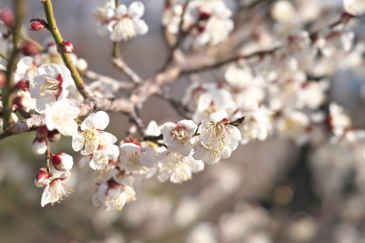 梅の花