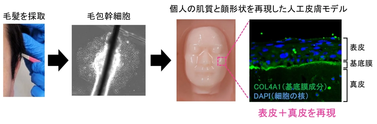 毛髪から人工皮膚モデル作成の流れ