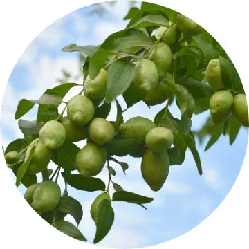 ホホバ種子油