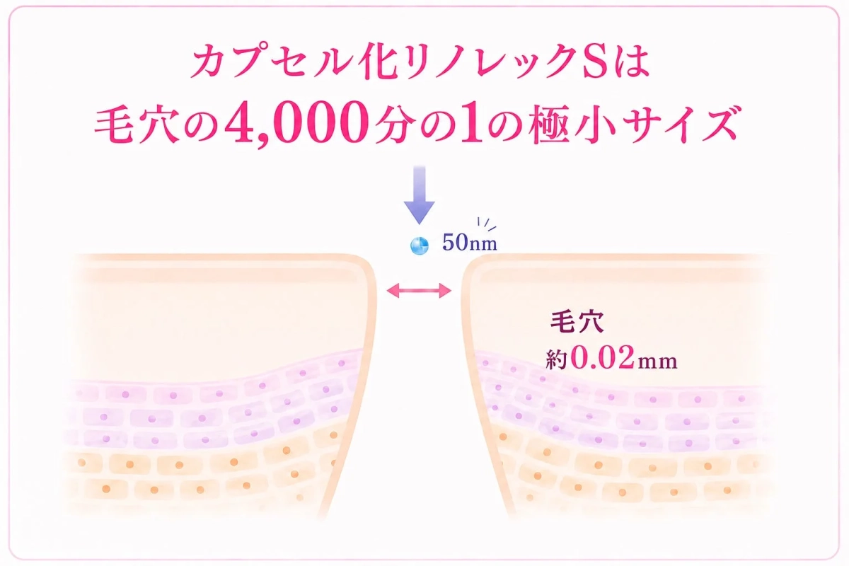カプセル化リノレックスSのサイズ説明図